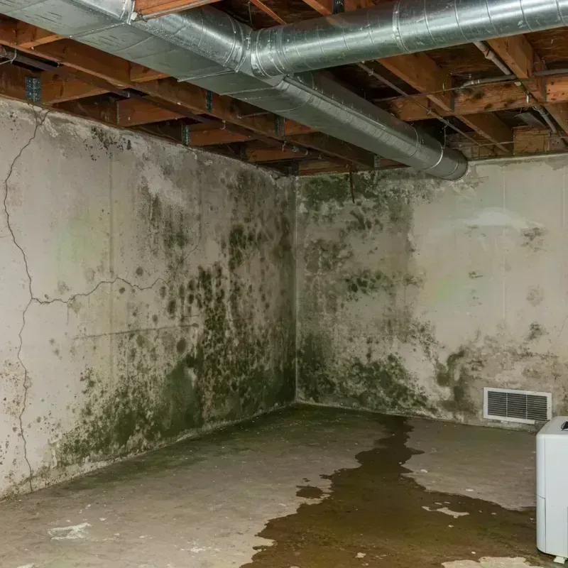 Professional Mold Removal in Roxborough Park, CO